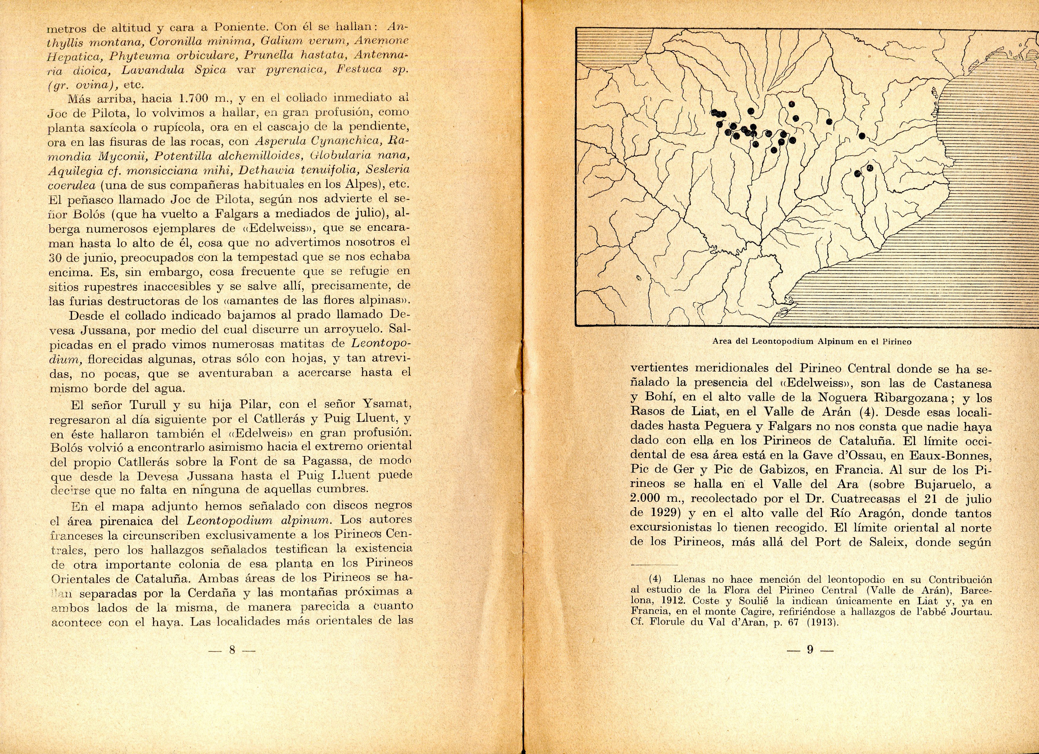 El "Edelweiss" en los Pirineo - Miniatura 2