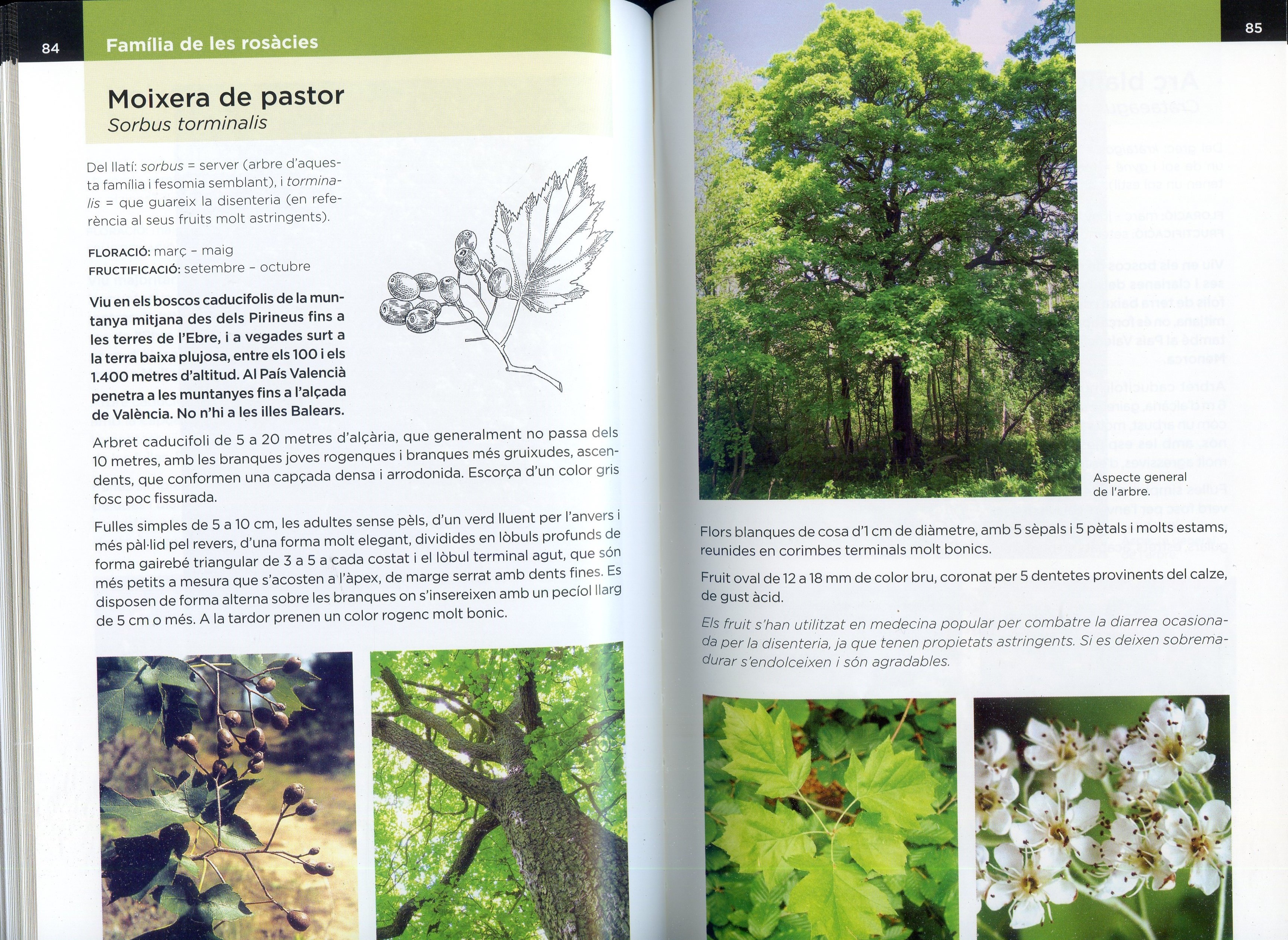 Guia dels arbres dels Països Catalans - Miniatura 4
