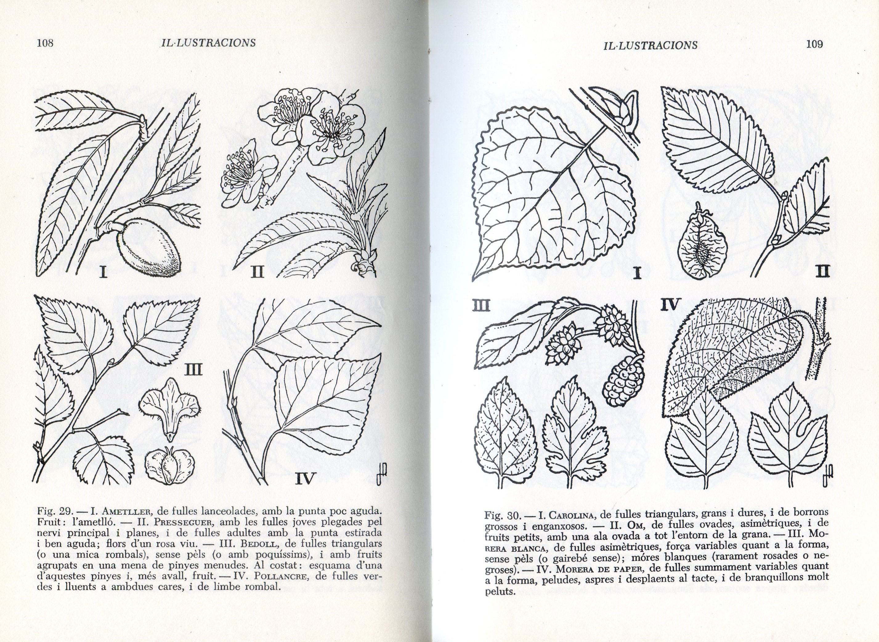 Guia per a conèixer els arbres - Miniatura 4