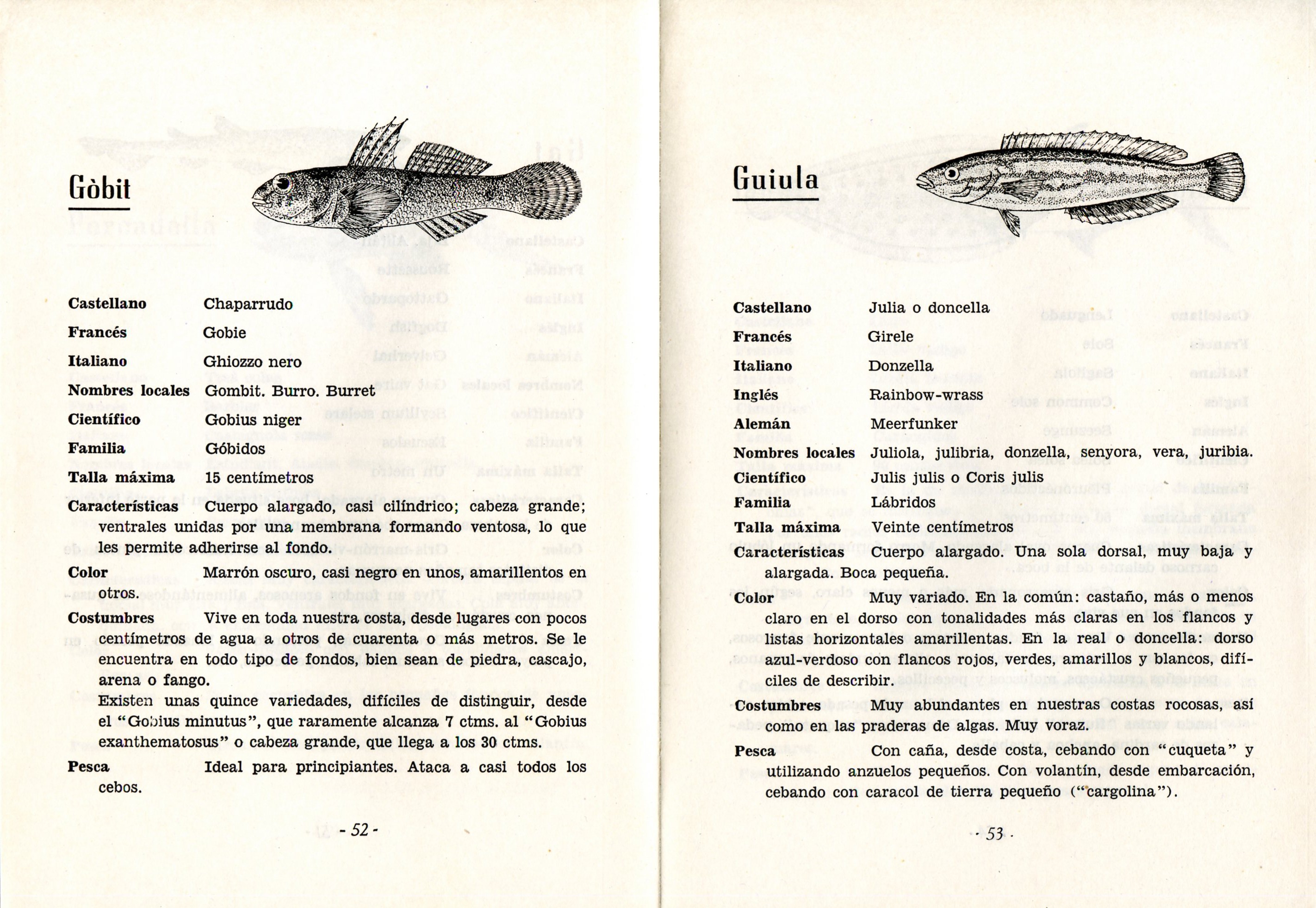 pesca en la Costa Brava, La : Peces y rutas de pesca - Miniatura 3