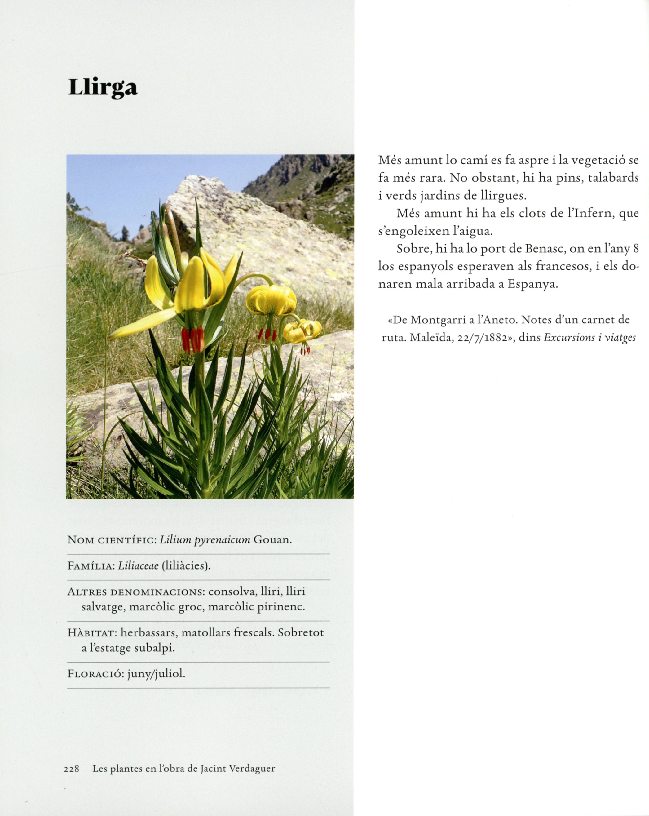 Les plantes en l'obra de Jacint Verdaguer - Miniatura 3