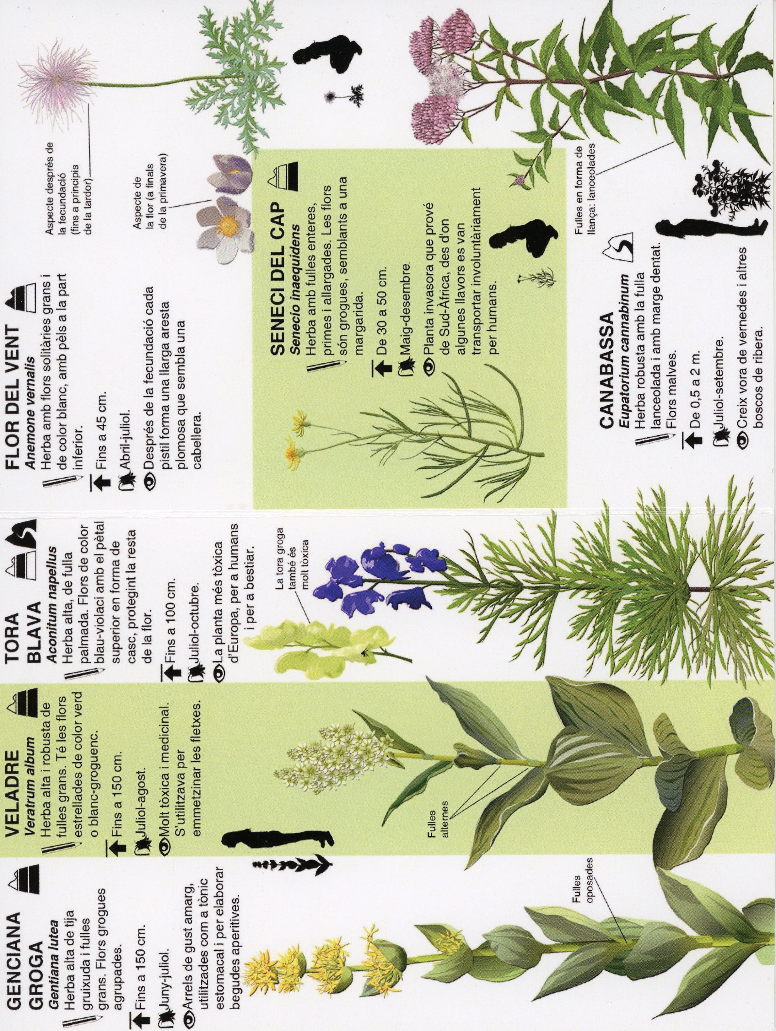 Petita Guia d'Herbes (i líquens i falgueres) del Parc Natural de les Capçaleres del Ter i del Freser) - Miniatura 2